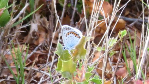 Plebejus argus